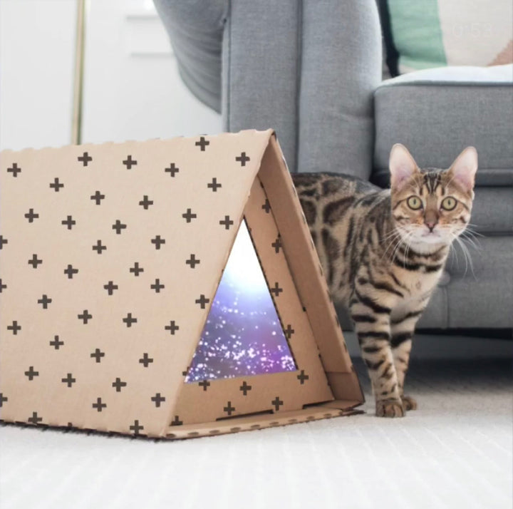 The Science Behind Why Cats Need Boxes