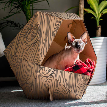 Poly Cat Home Cardboard Box Home Fun